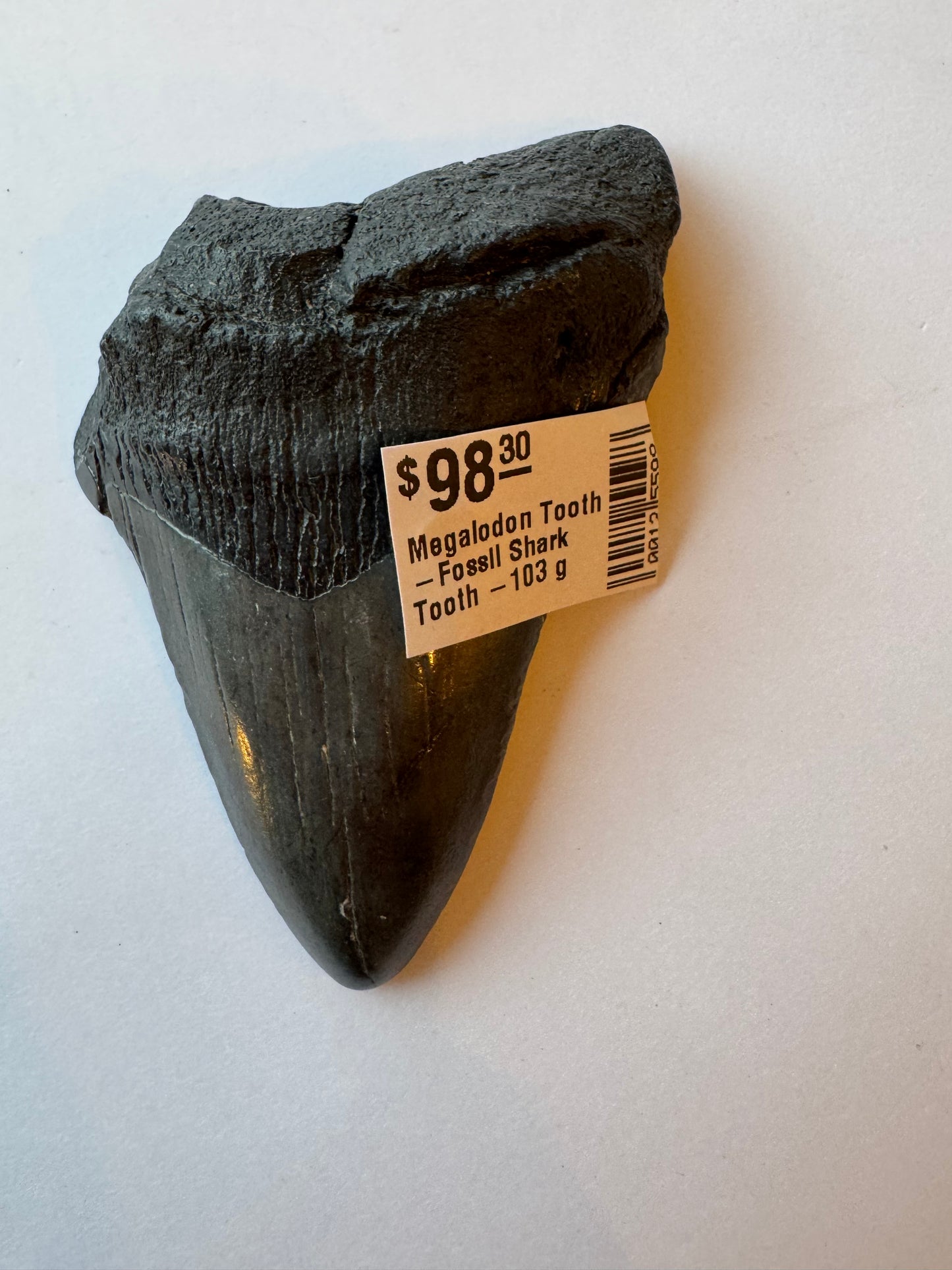 Megalodon Tooth -Fossil Shark Tooth -103 g - Moon Room Shop and Wellness