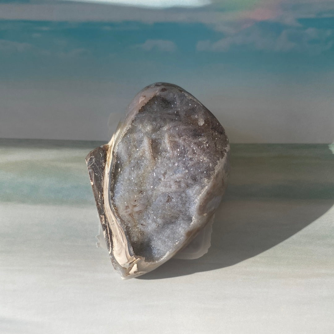 Fossilized Spiralite Quartz Shell - Moon Room Shop and Wellness