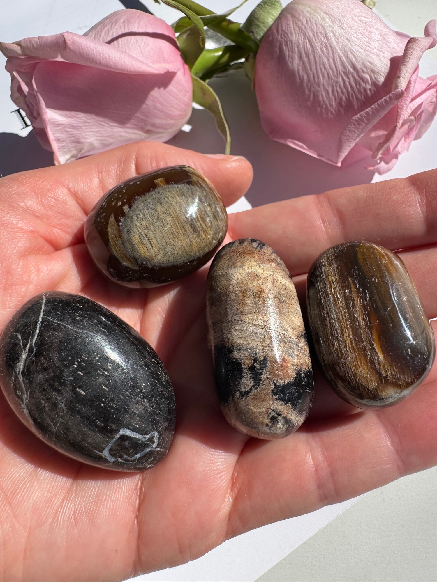 Petrified Wood Tumbled Mexico - Moon Room Shop and Wellness