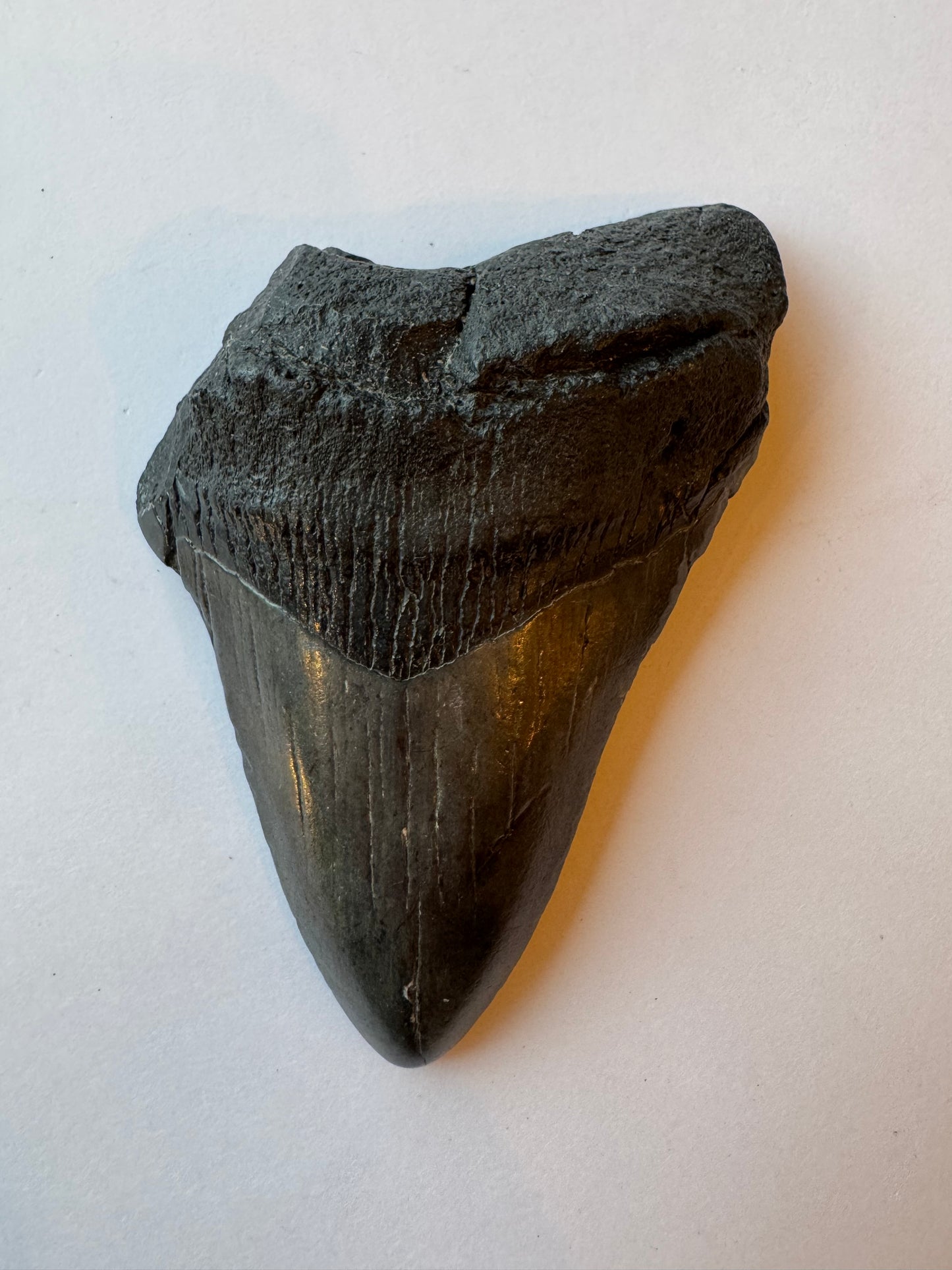 Megalodon Tooth -Fossil Shark Tooth -103 g - Moon Room Shop and Wellness
