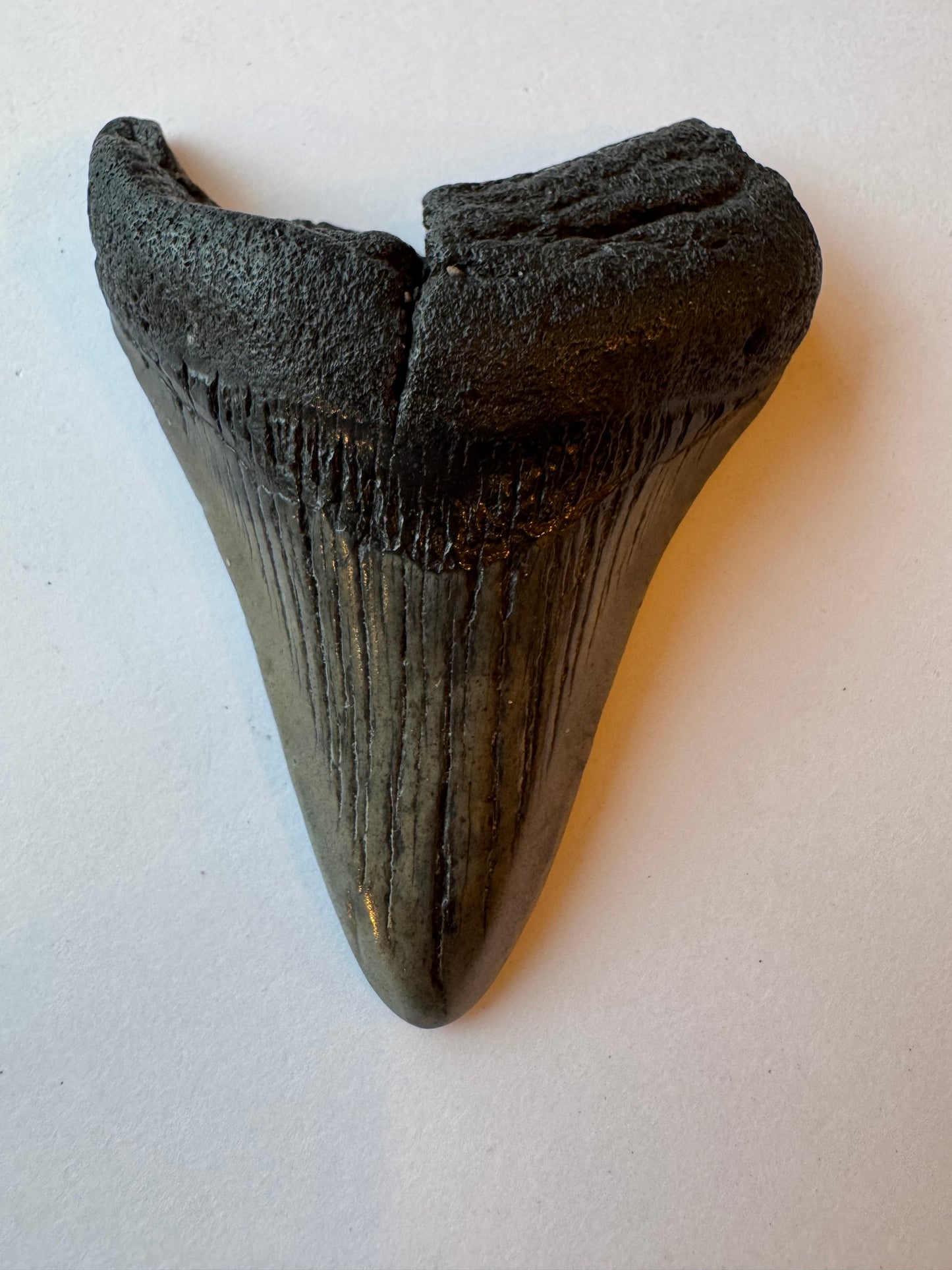 Megalodon Tooth -Fossil Shark Tooth -76 g - Moon Room Shop and Wellness