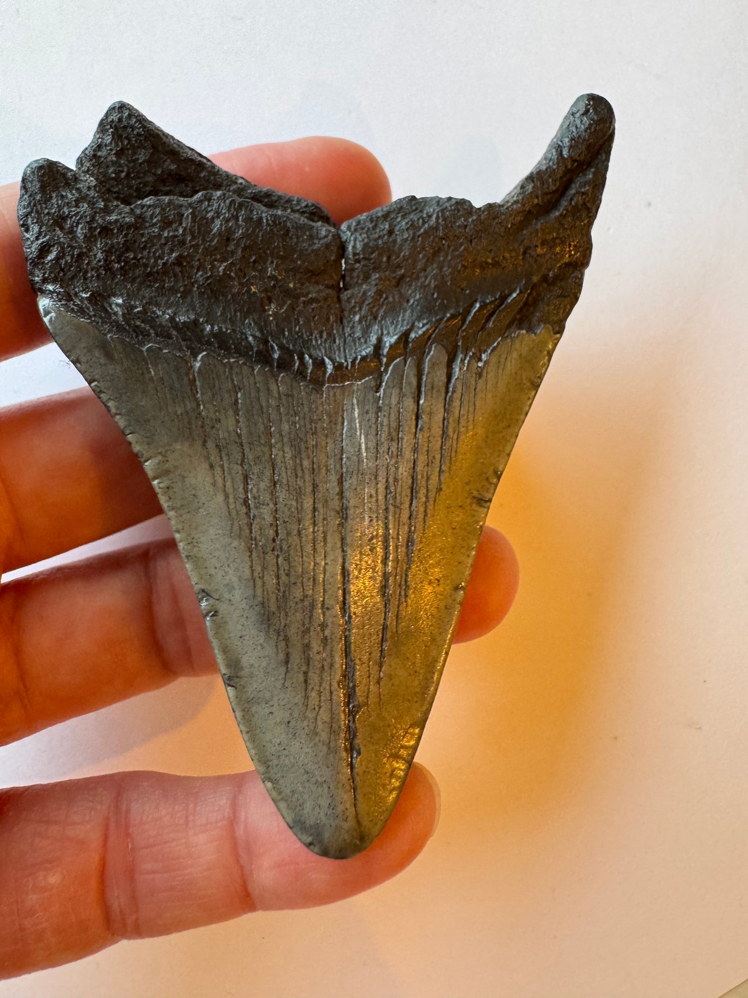 Megalodon Tooth -Fossil Shark Tooth -76 g - Moon Room Shop and Wellness