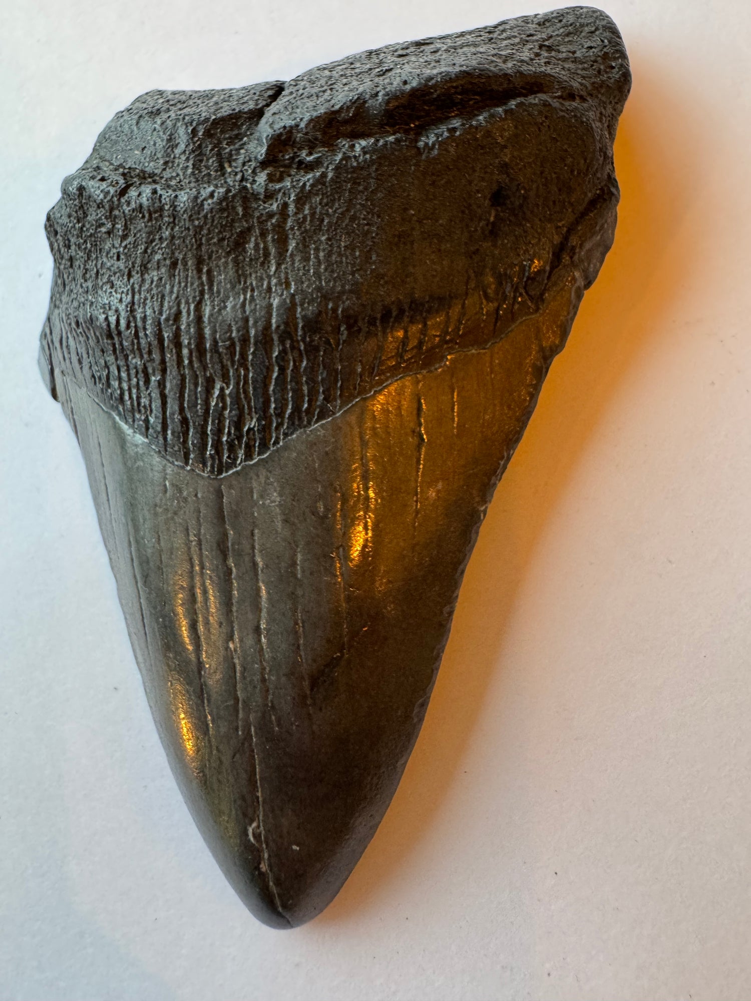 Megalodon Tooth -Fossil Shark Tooth -103 g - Moon Room Shop and Wellness