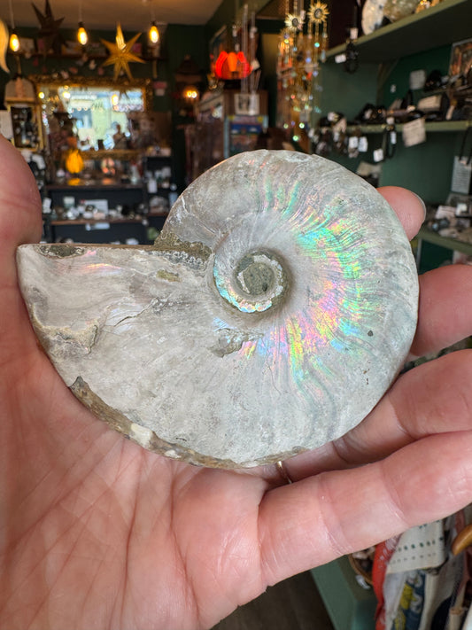 Opalescent Ammonite Fossil 183 g - Moon Room Shop and Wellness