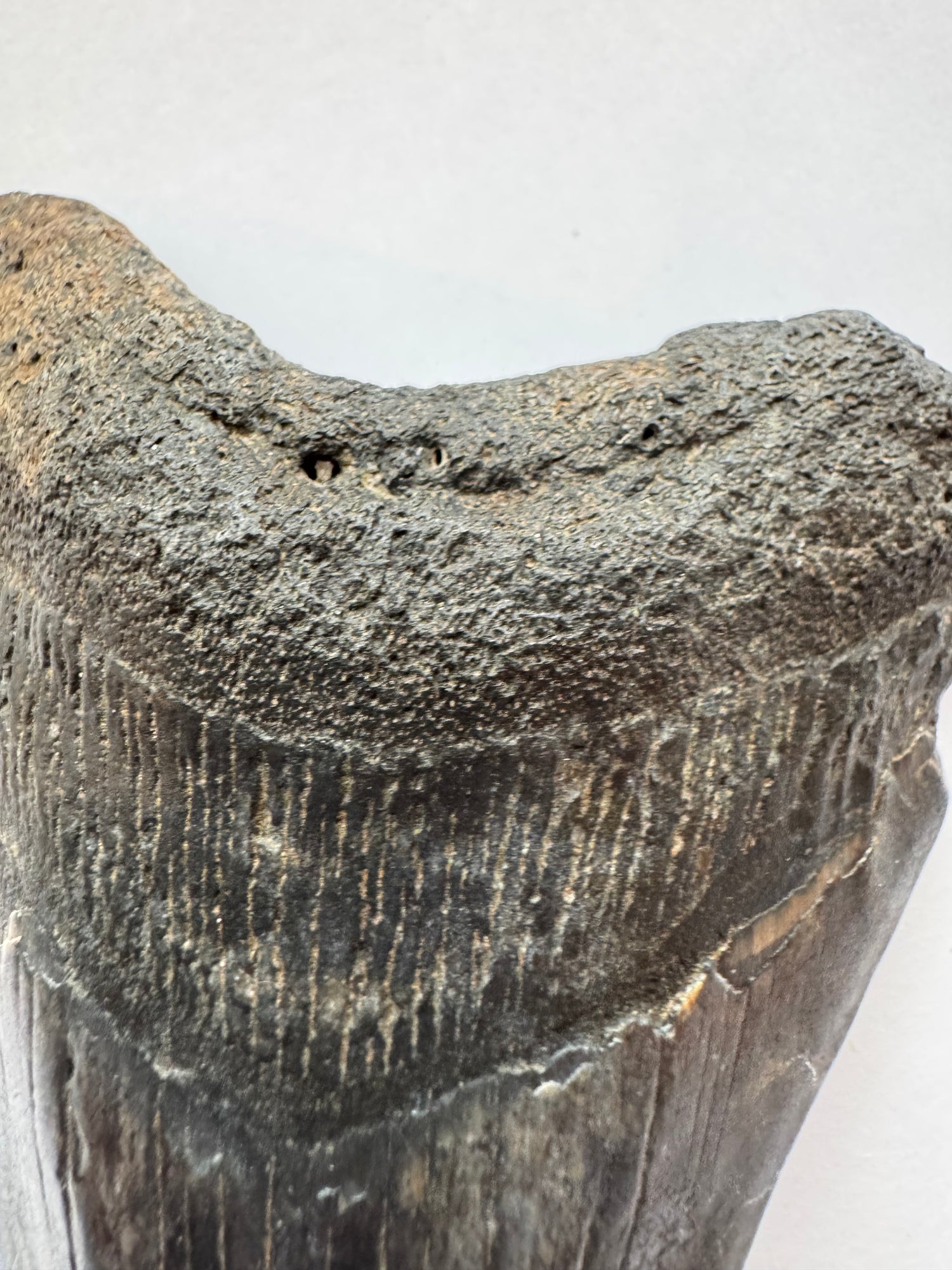 Megalodon Tooth -Fossil Shark Tooth -98 g - Moon Room Shop and Wellness