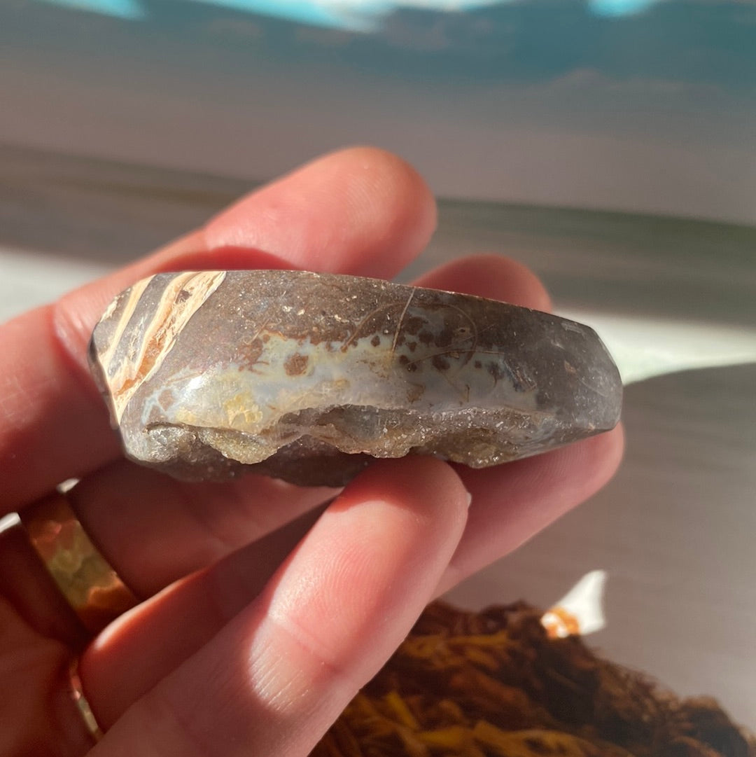 Fossilized Spiralite Quartz Shell 39 g - Moon Room Shop and Wellness
