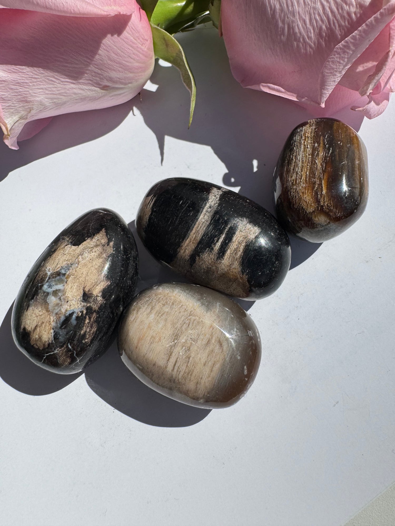 Petrified Wood Tumbled Mexico - Moon Room Shop and Wellness