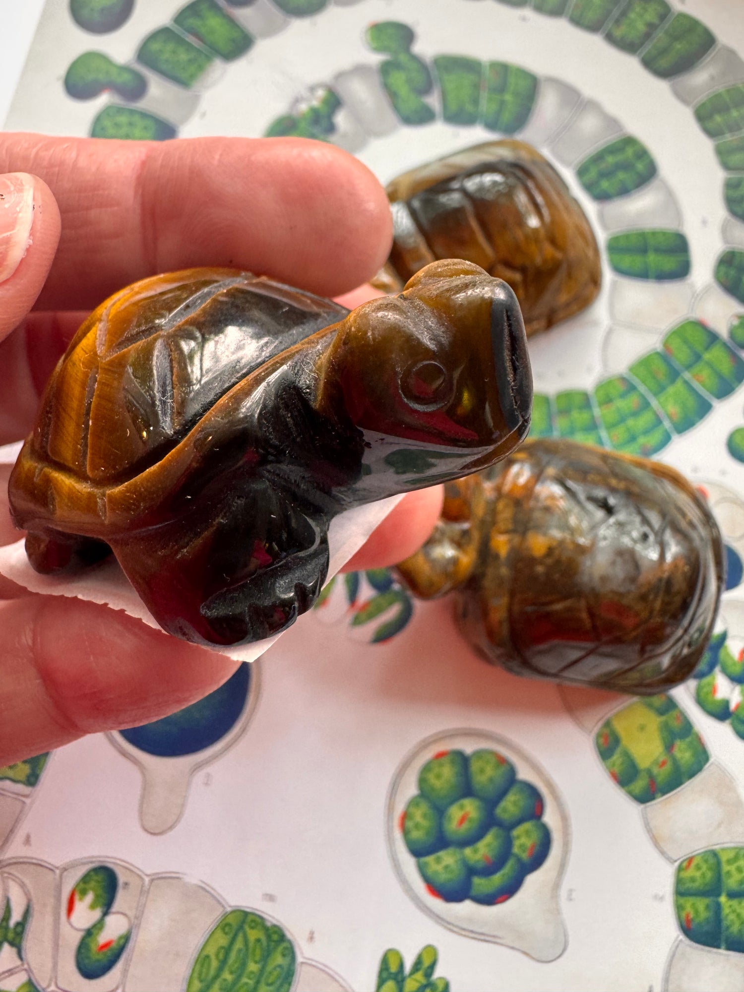 Tiger's Eye Turtle - Moon Room Shop and Wellness