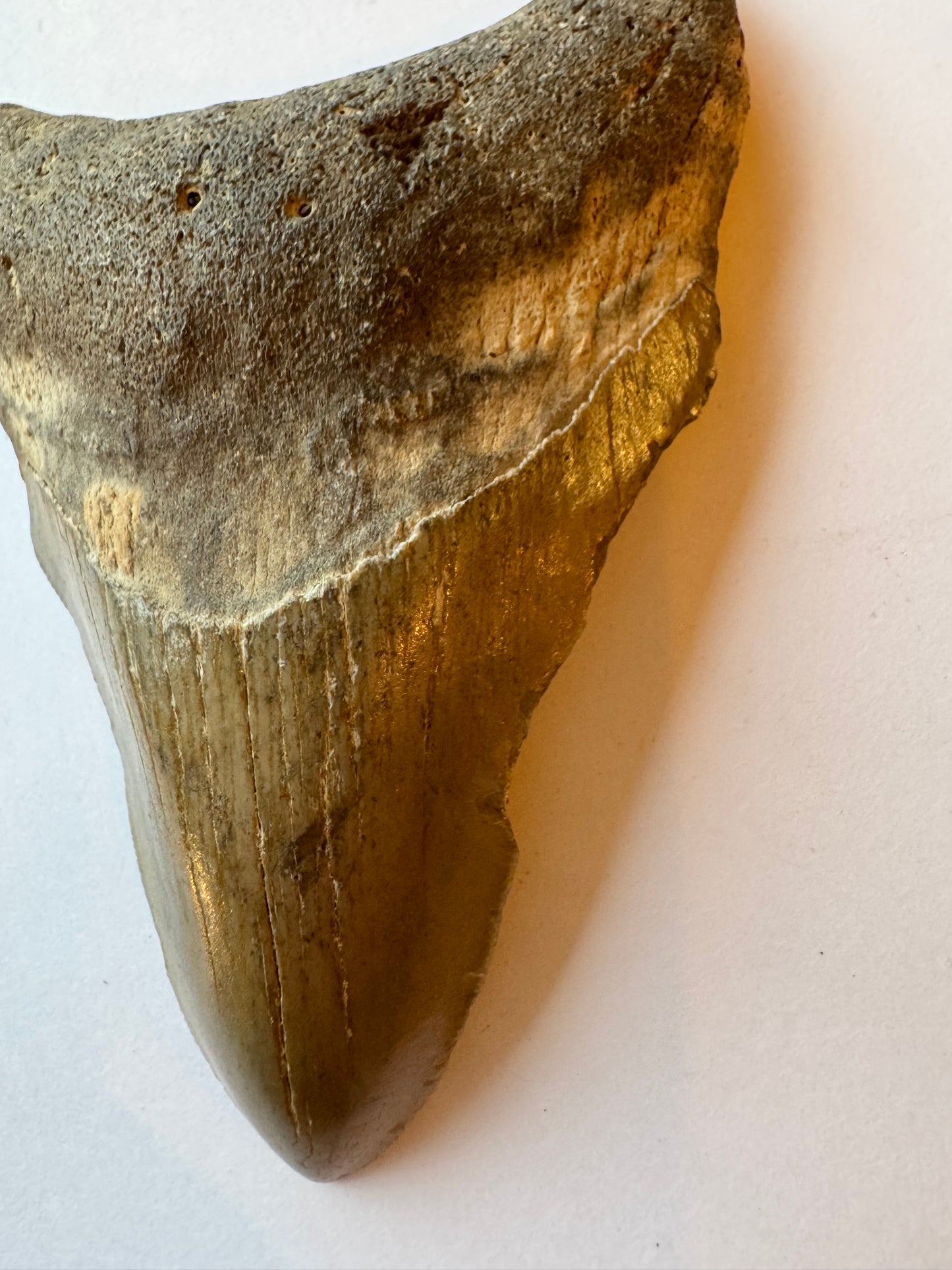 Megalodon Tooth -Fossil Shark Tooth -98 g - Moon Room Shop and Wellness