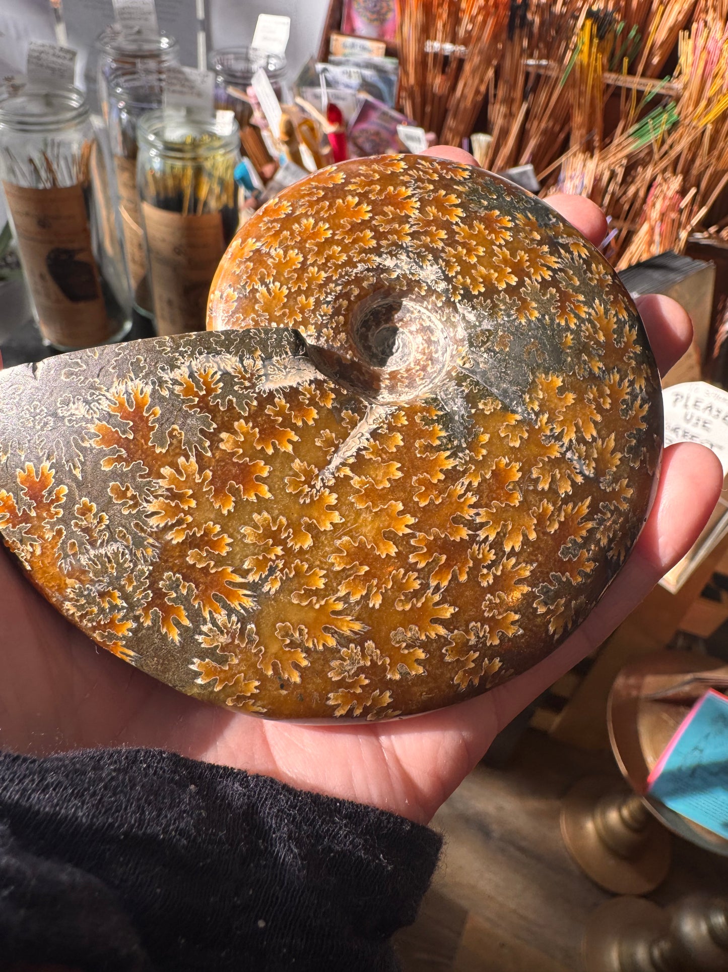 Ammonite Fossil 298 g - Moon Room Shop and Wellness