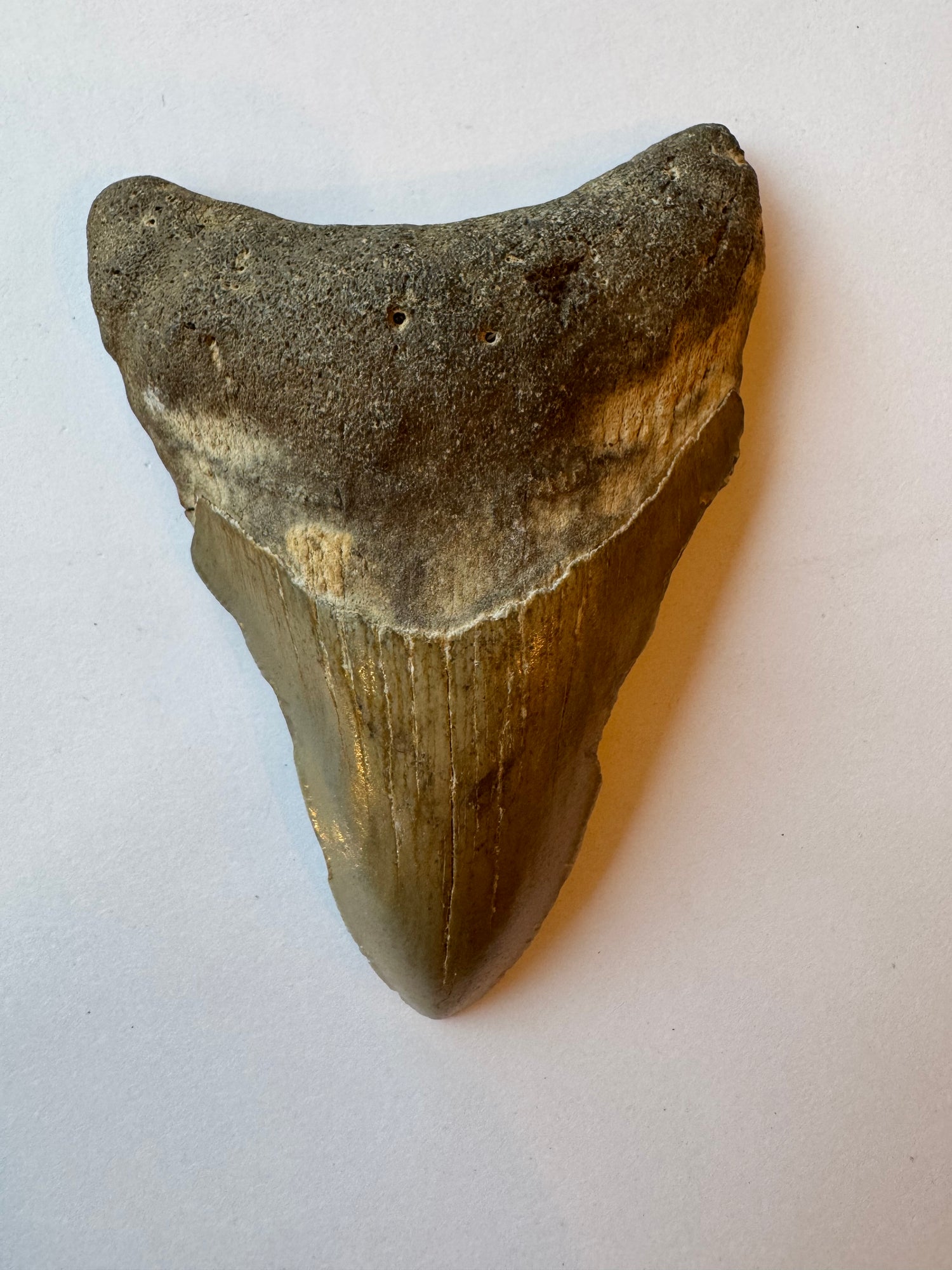 Megalodon Tooth -Fossil Shark Tooth -98 g - Moon Room Shop and Wellness