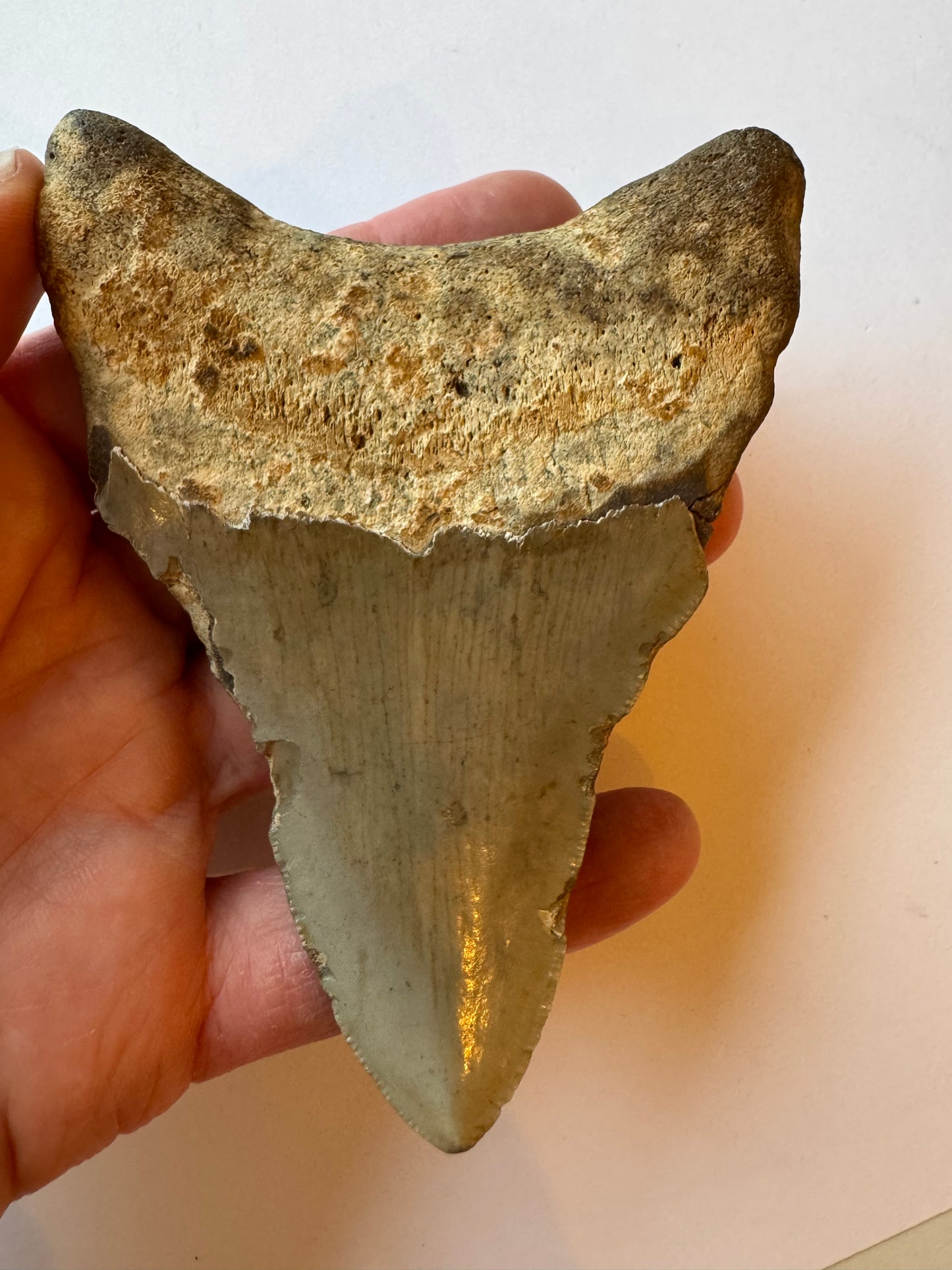 Megalodon Tooth -Fossil Shark Tooth -98 g - Moon Room Shop and Wellness
