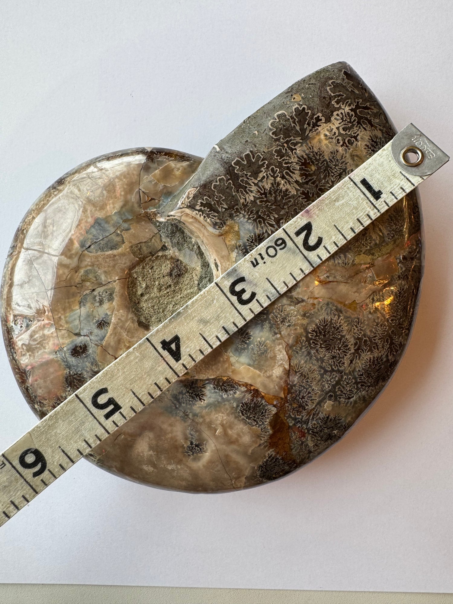 Ammonite Fossil Bowl 1.88 lb Mexico - Moon Room Shop and Wellness