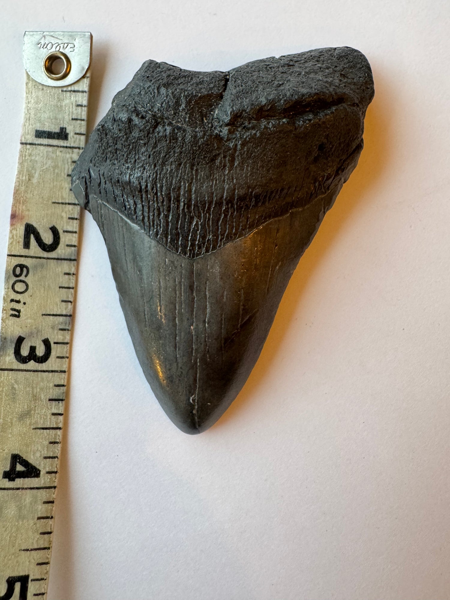 Megalodon Tooth -Fossil Shark Tooth -103 g - Moon Room Shop and Wellness