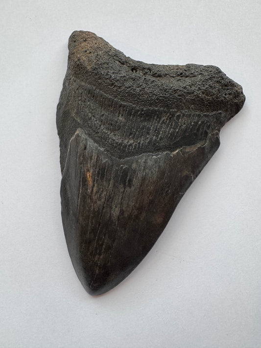Megalodon Tooth -Fossil Shark Tooth -98 g - Moon Room Shop and Wellness