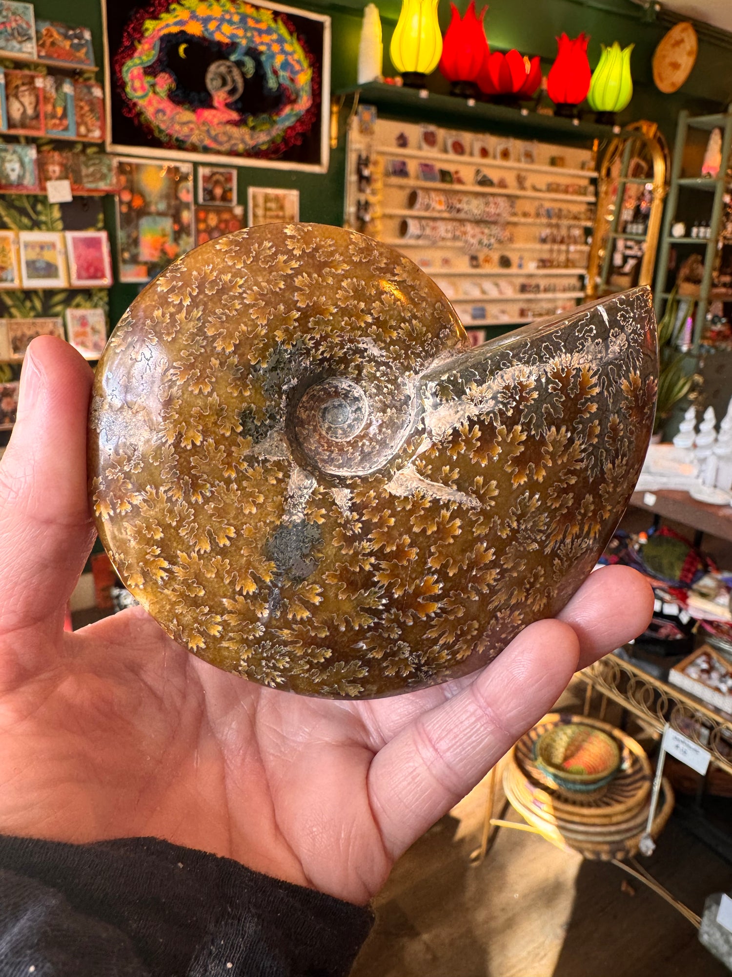 Ammonite Fossil 298 g - Moon Room Shop and Wellness