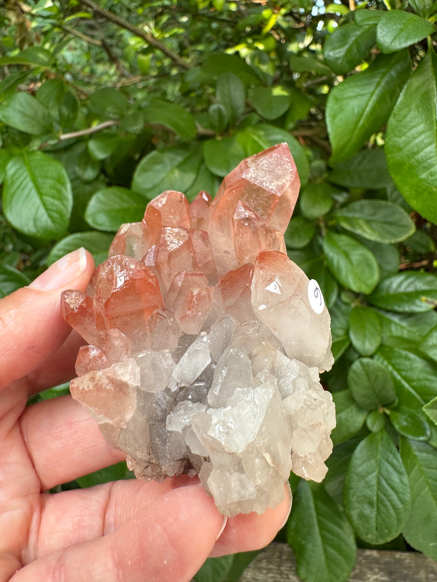 Pink Lithium Quartz Cluster 140 g - Brazil- Peaceful Beauty! - Moon Room Shop and Wellness