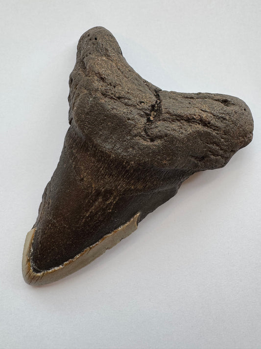 Megalodon Tooth -Fossil Shark Tooth -200 g - Moon Room Shop and Wellness