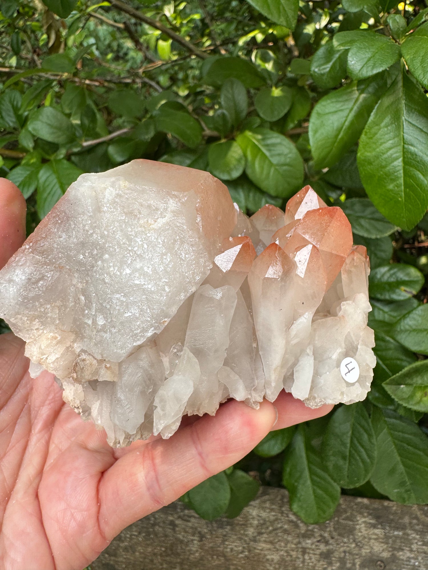 Pink Lithium Quartz Cluster 456 g - Brazil- Peaceful Beauty! - Moon Room Shop and Wellness