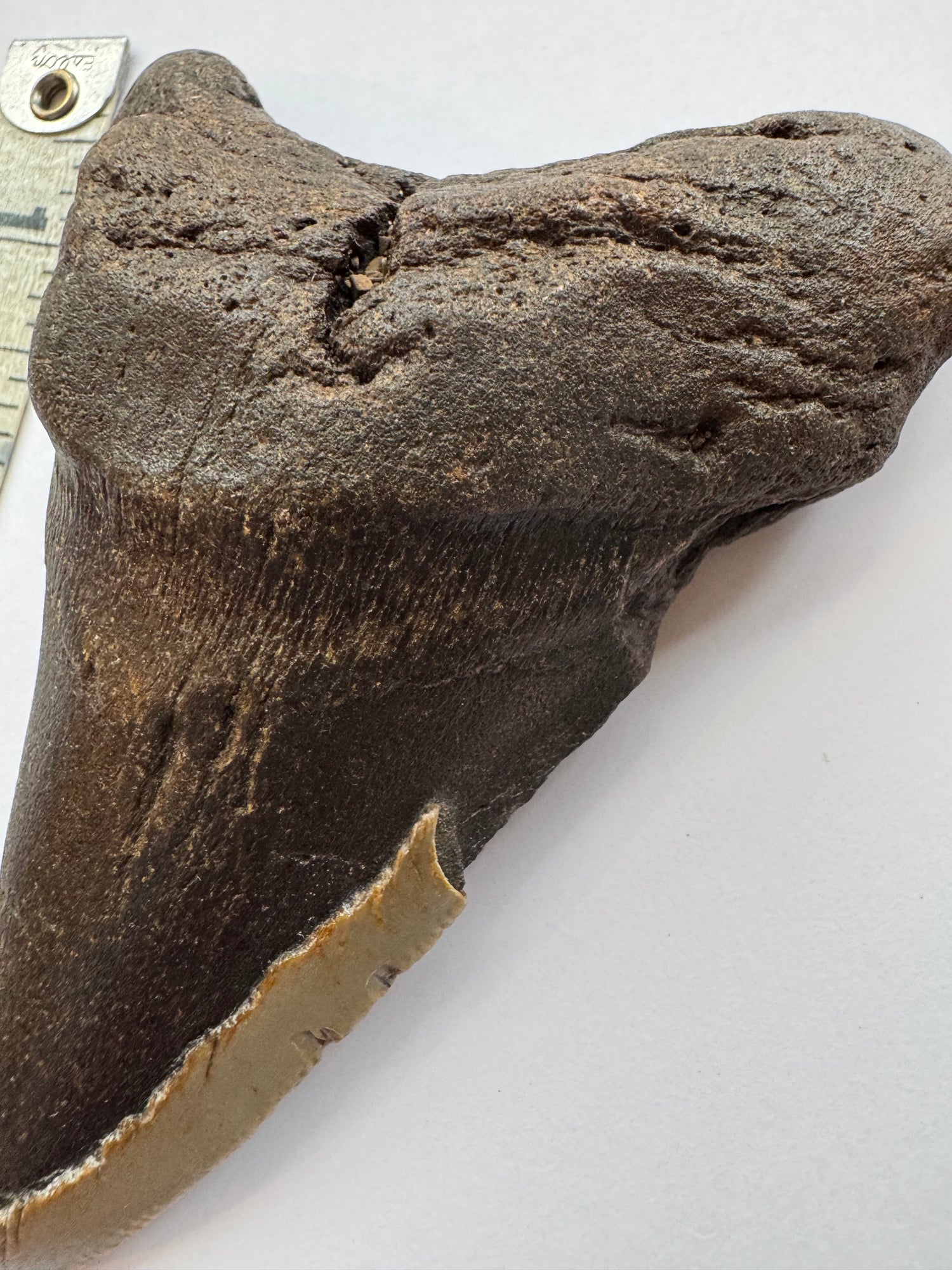 Megalodon Tooth -Fossil Shark Tooth -200 g - Moon Room Shop and Wellness