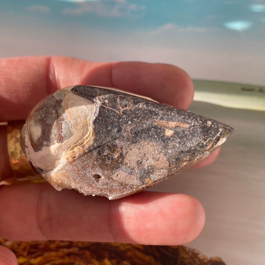 Fossilized Spiralite Quartz Shell 37g - Moon Room Shop and Wellness