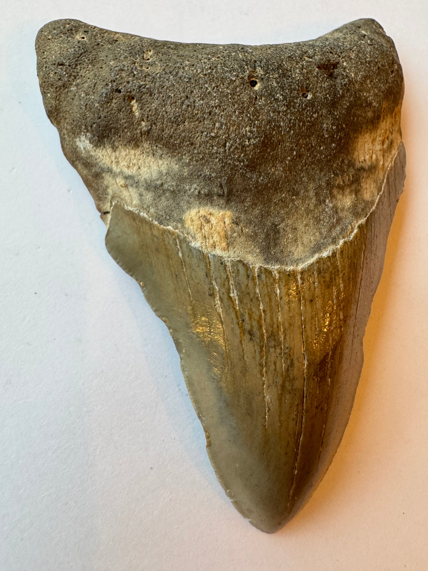 Megalodon Tooth -Fossil Shark Tooth -98 g - Moon Room Shop and Wellness