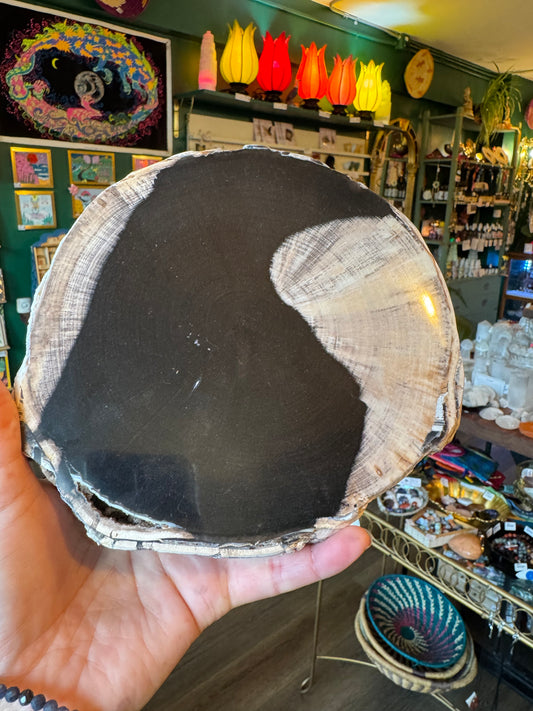 Petrified Wood Slab 2.5 lb with stand - Mexico - Moon Room Shop and Wellness