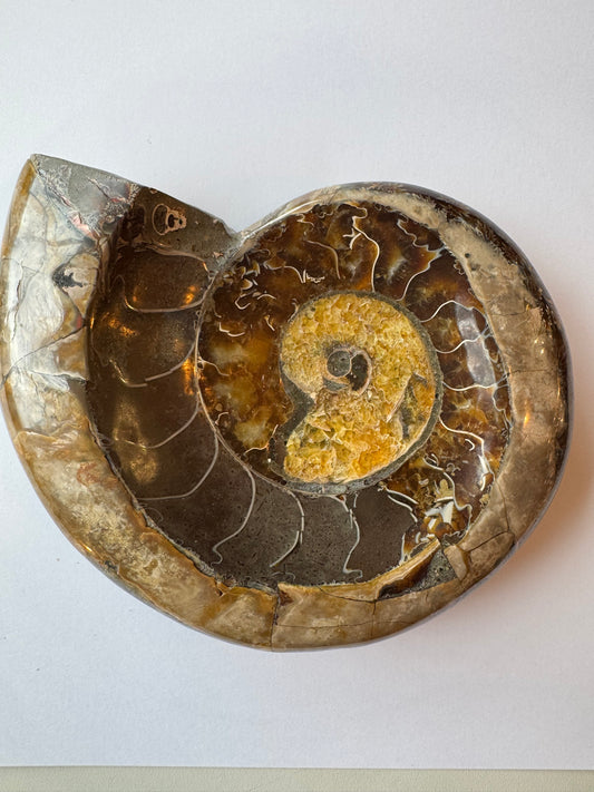 Ammonite Fossil Bowl 1.88 lb Mexico - Moon Room Shop and Wellness