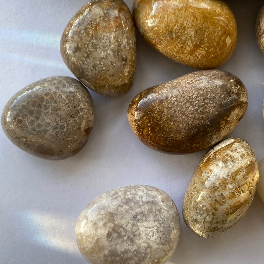 Natural Fossilized Coral Tumbled- 10+ Million Years old! - Moon Room Shop and Wellness