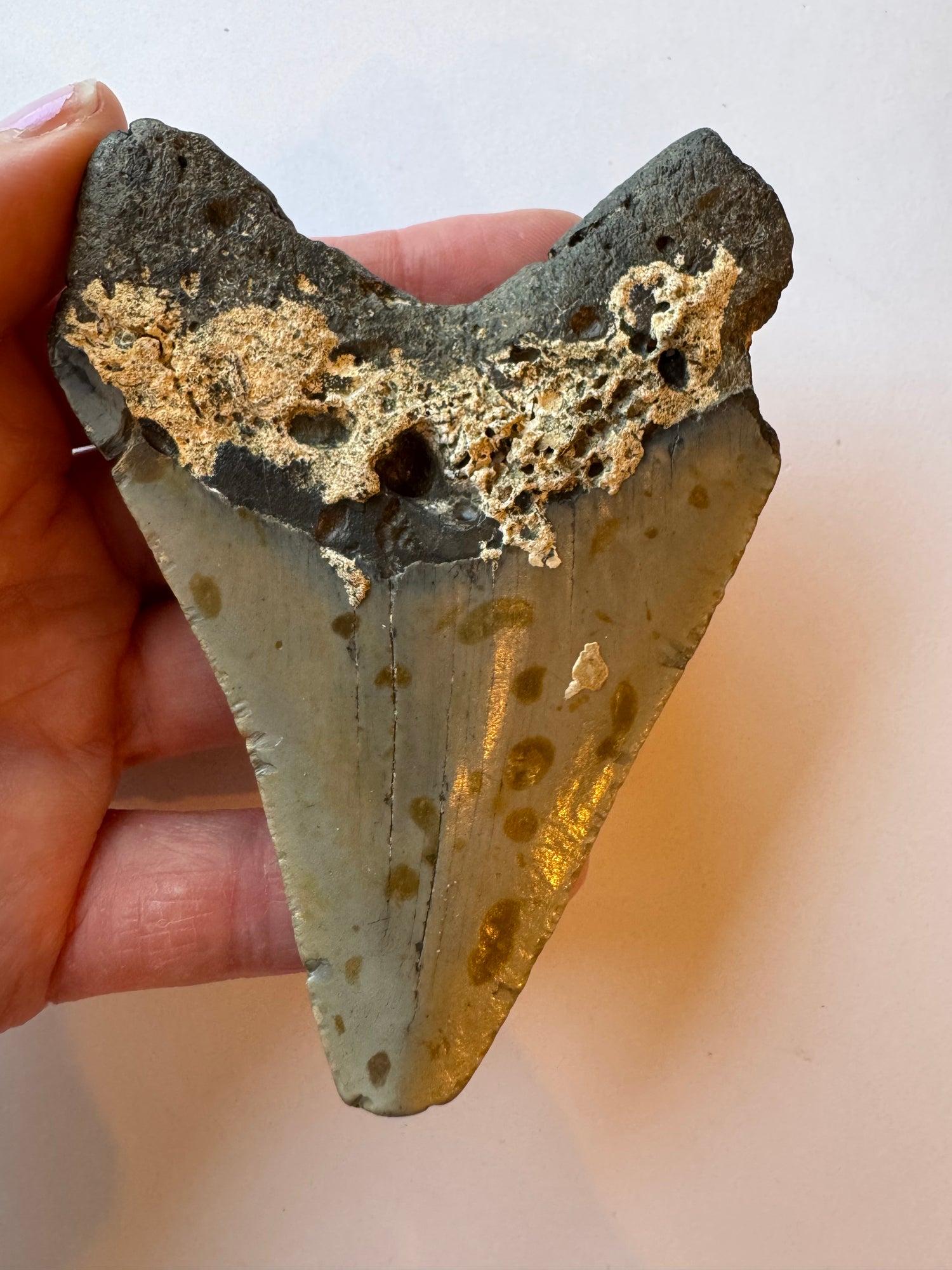 Megalodon Tooth -Fossil Shark Tooth -106 g - Moon Room Shop and Wellness