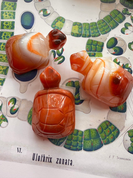Carnelian Turtle - Moon Room Shop and Wellness