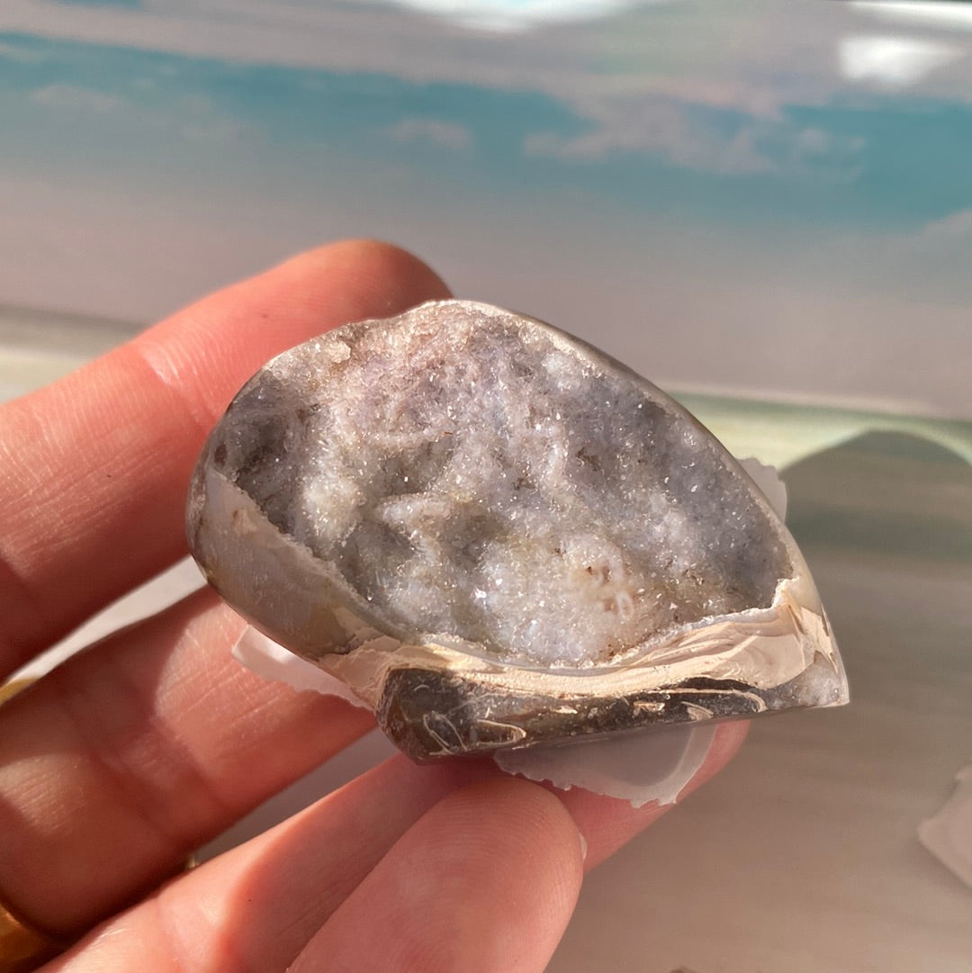 Fossilized Spiralite Quartz Shell - Moon Room Shop and Wellness