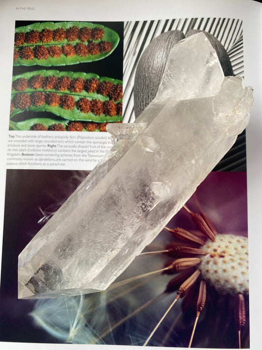 Clear Quartz Point 1.2 lb Brazil - Moon Room Shop and Wellness