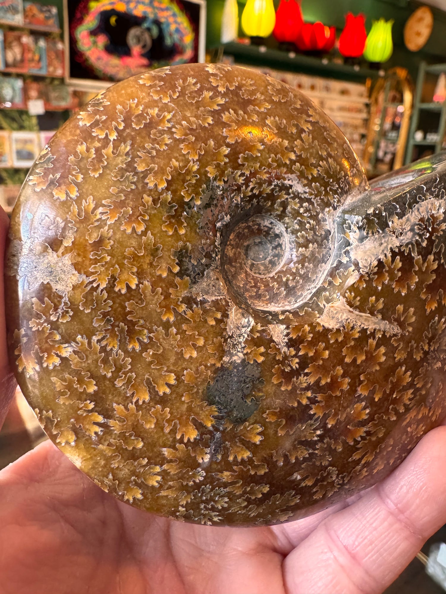 Ammonite Fossil 298 g - Moon Room Shop and Wellness
