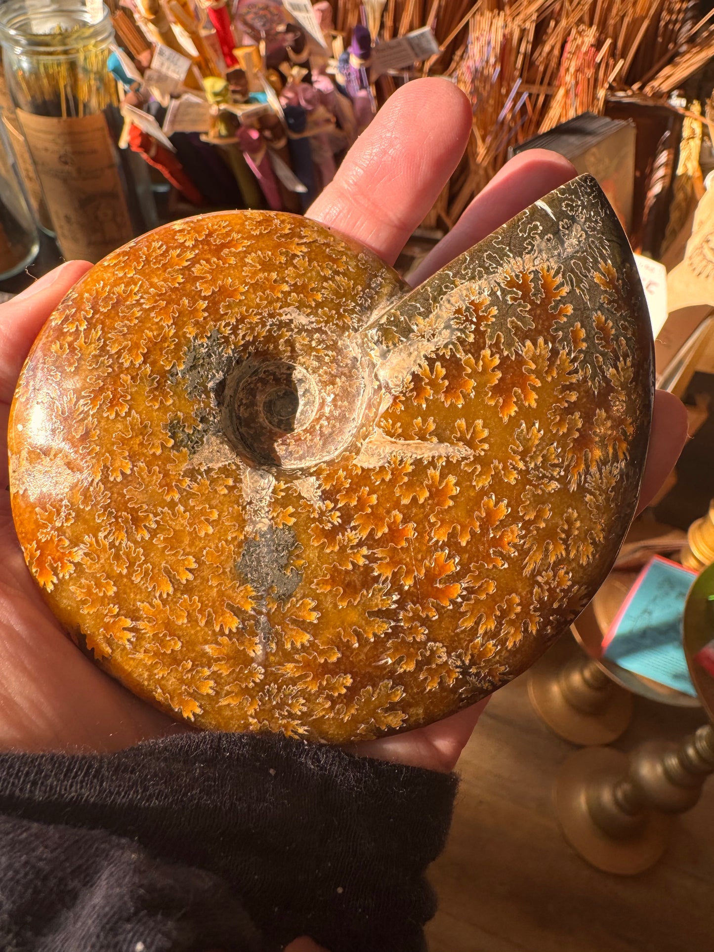 Ammonite Fossil 298 g - Moon Room Shop and Wellness