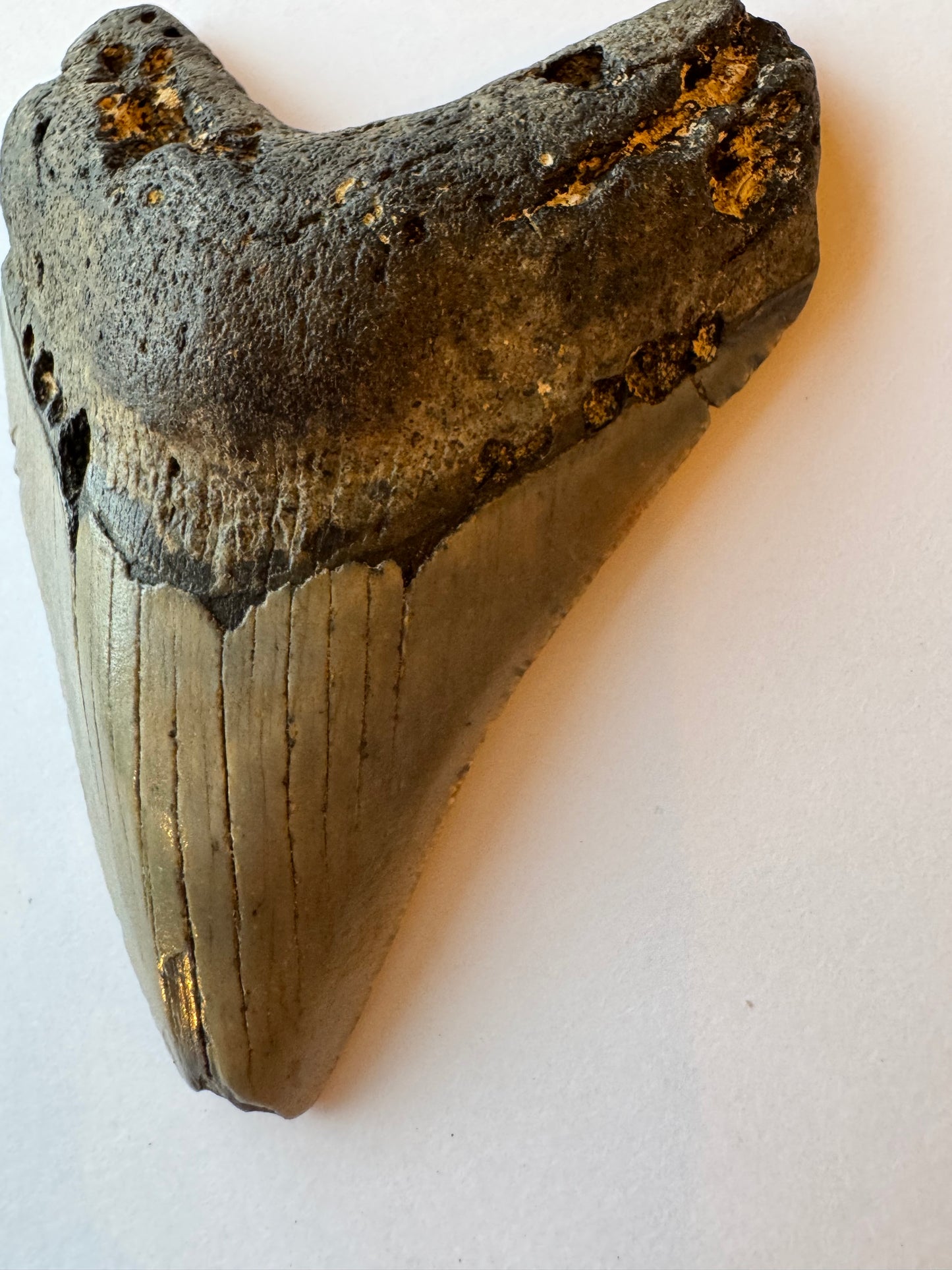 Megalodon Tooth -Fossil Shark Tooth -106 g - Moon Room Shop and Wellness