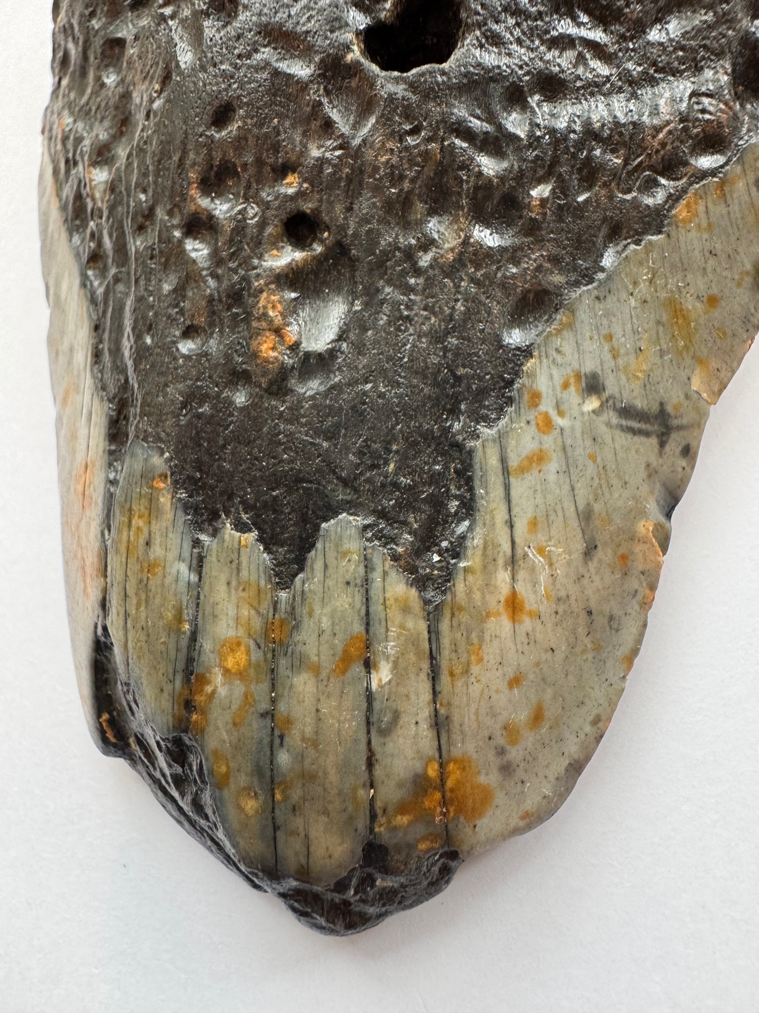 Megalodon Tooth -Fossil Shark Tooth -244 g - Moon Room Shop and Wellness