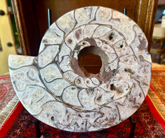 Large Indonesian Ammonite Cut and Polished 6.07 lbs - Moon Room Shop and Wellness