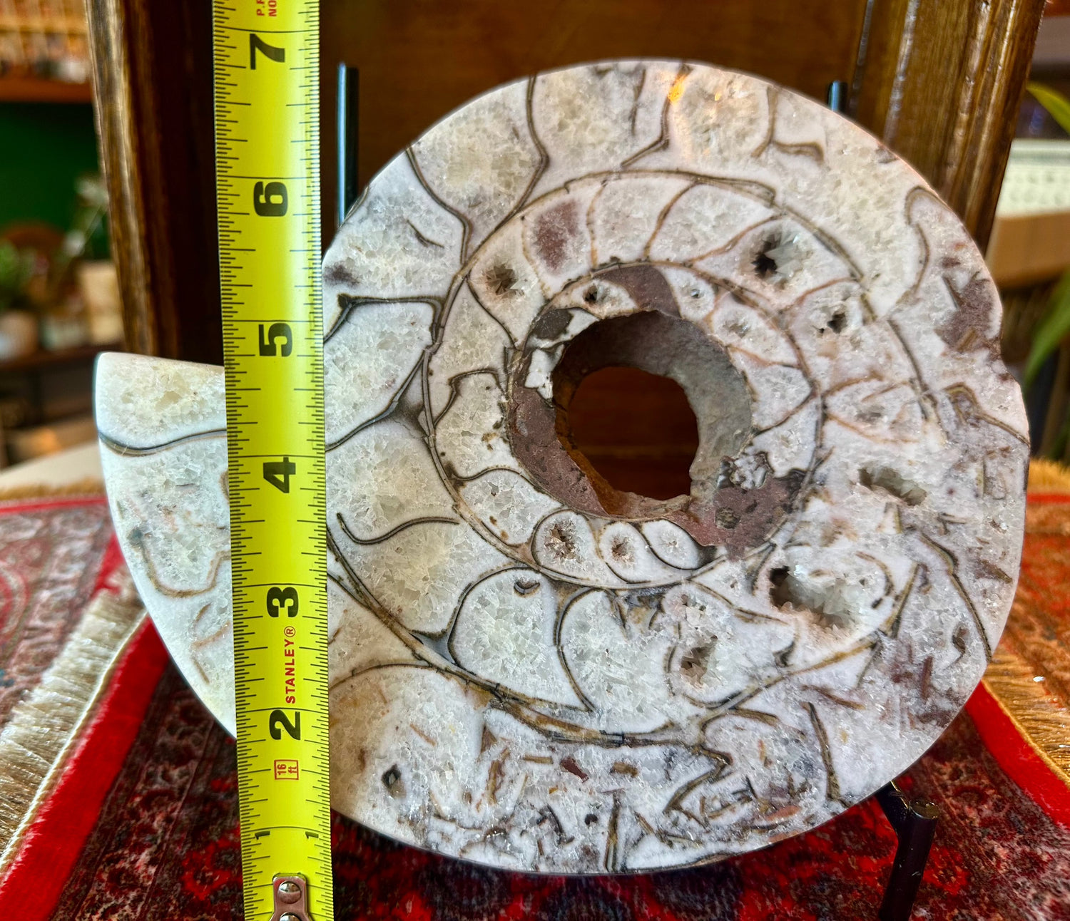 Large Indonesian Ammonite Cut and Polished 6.07 lbs - Moon Room Shop and Wellness
