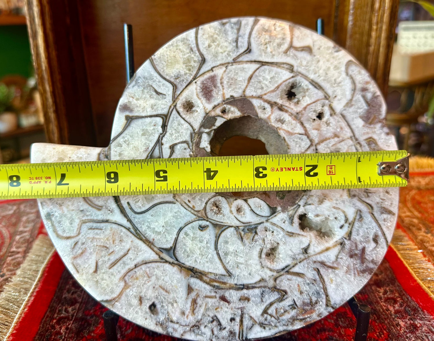 Large Indonesian Ammonite Cut and Polished 6.07 lbs - Moon Room Shop and Wellness