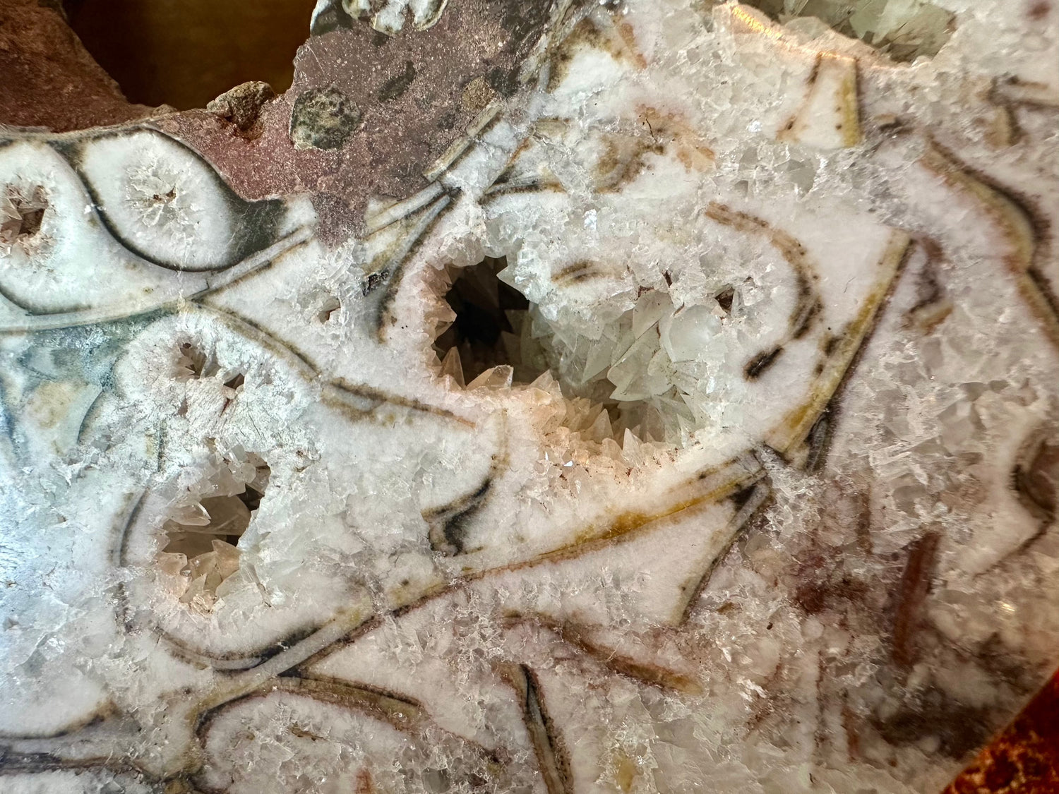 Large Indonesian Ammonite Cut and Polished 6.07 lbs - Moon Room Shop and Wellness