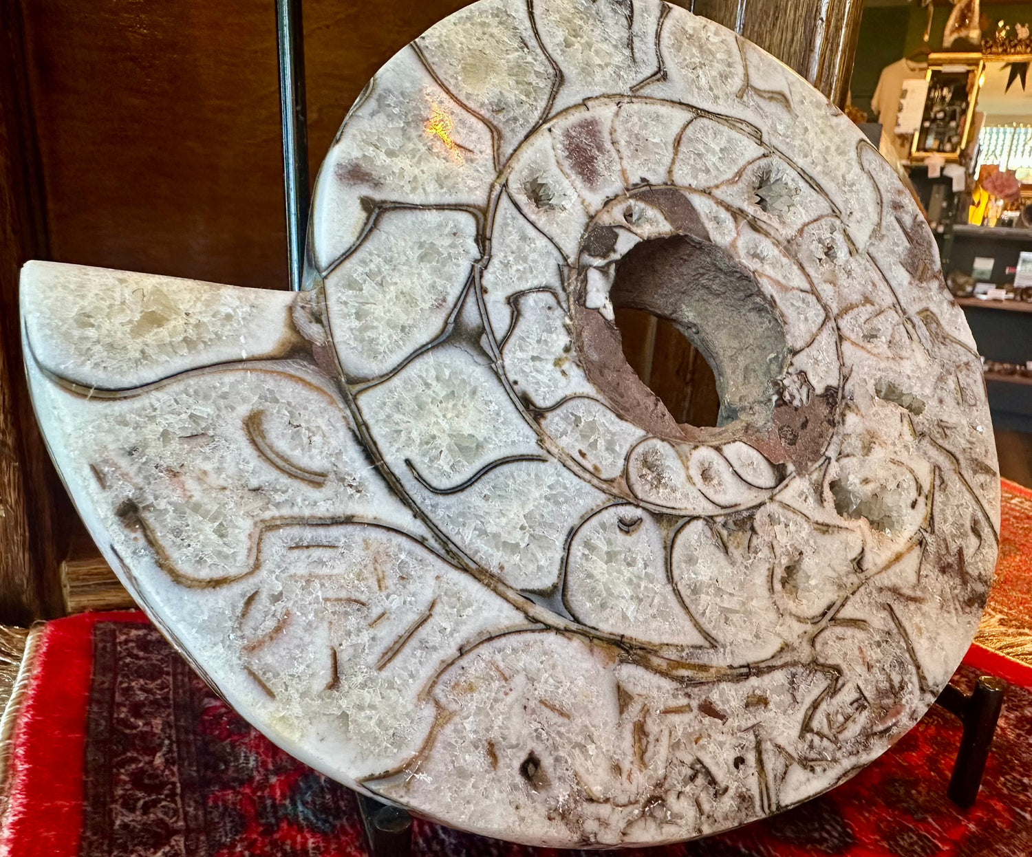 Large Indonesian Ammonite Cut and Polished 6.07 lbs - Moon Room Shop and Wellness