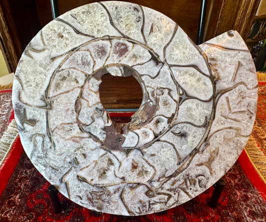 Large Indonesian Ammonite Cut and Polished 3.94 lbs - Moon Room Shop and Wellness