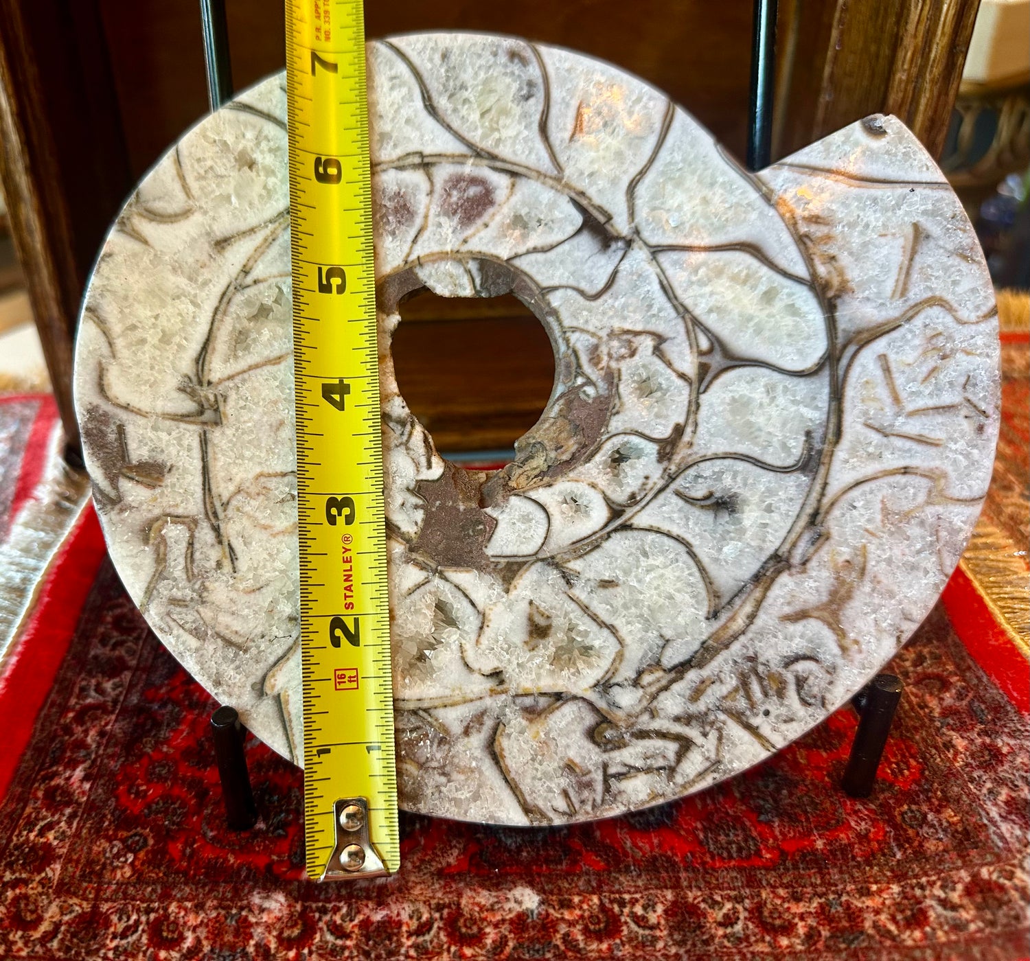 Large Indonesian Ammonite Cut and Polished 3.94 lbs - Moon Room Shop and Wellness