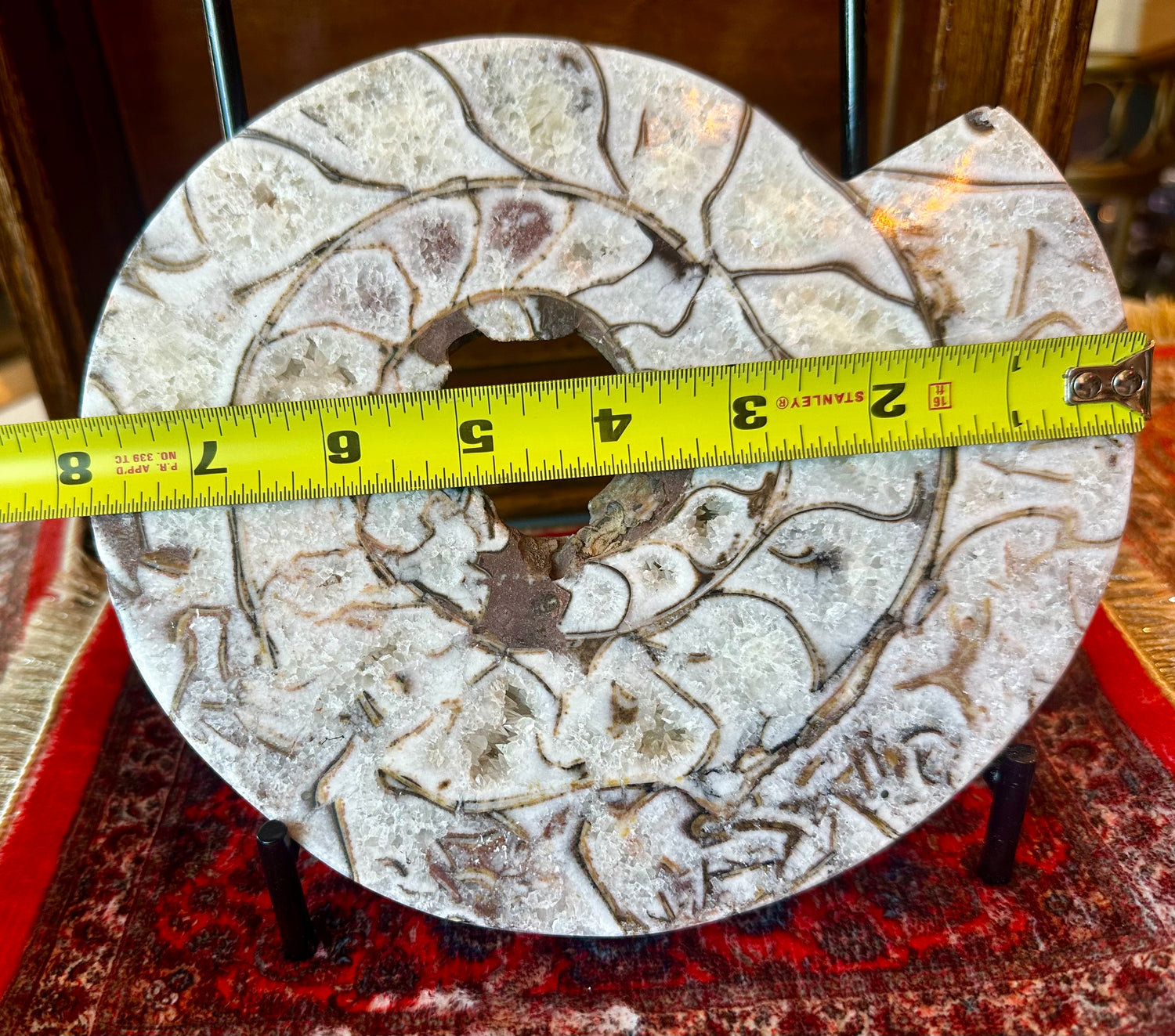 Large Indonesian Ammonite Cut and Polished 3.94 lbs - Moon Room Shop and Wellness