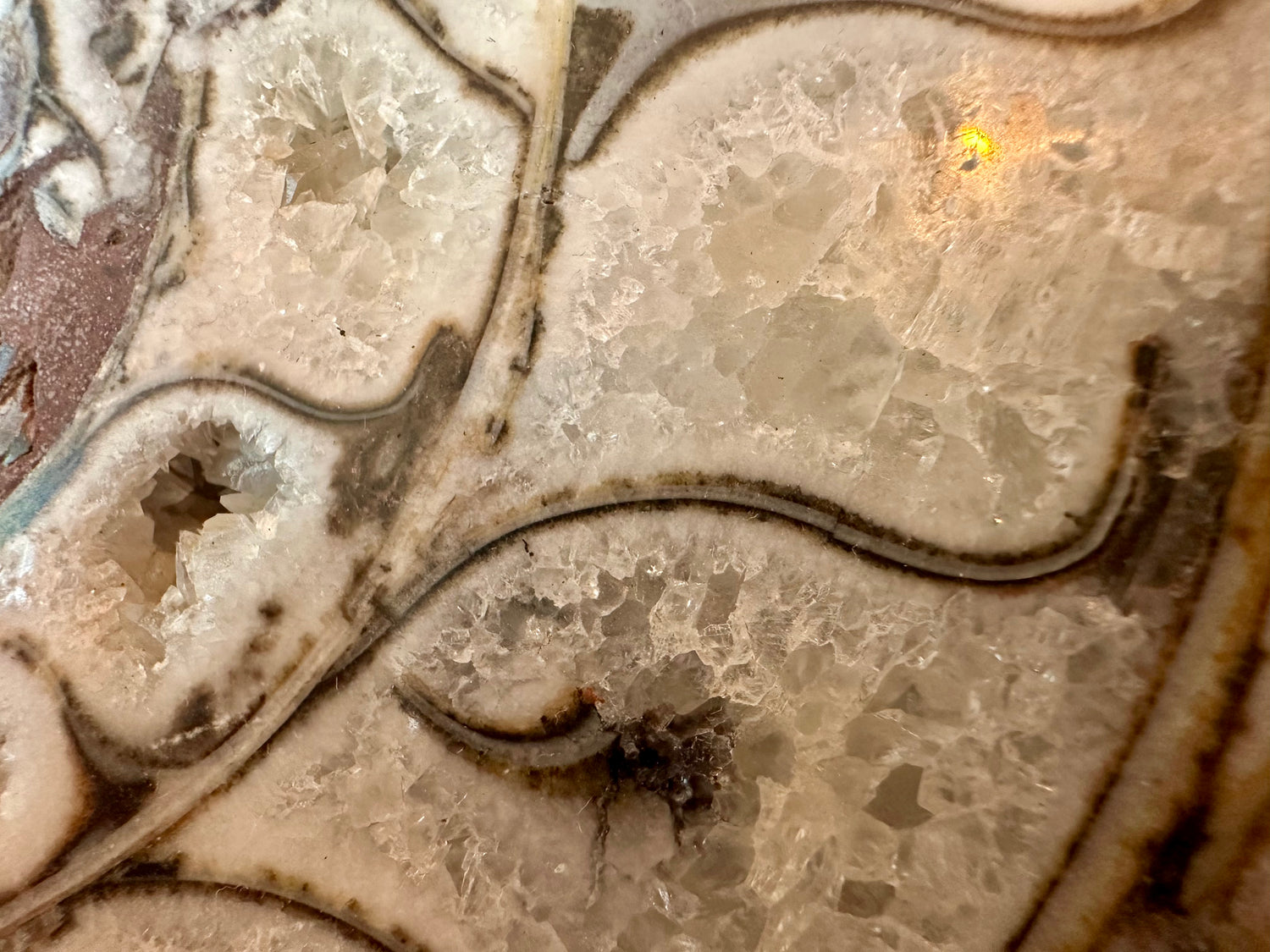 Large Indonesian Ammonite Cut and Polished 3.94 lbs - Moon Room Shop and Wellness
