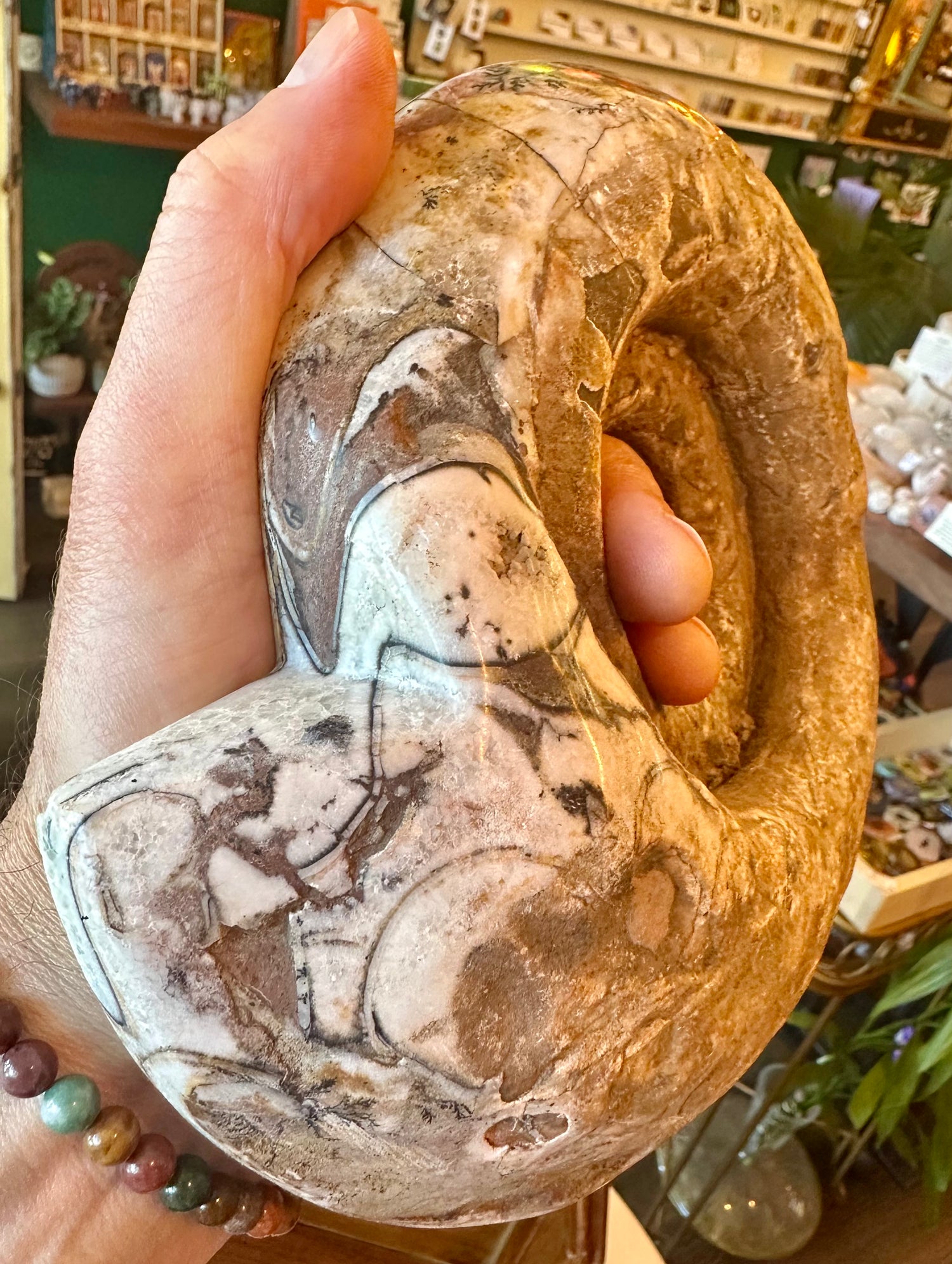Large Indonesian Ammonite Cut and Polished 3.94 lbs - Moon Room Shop and Wellness