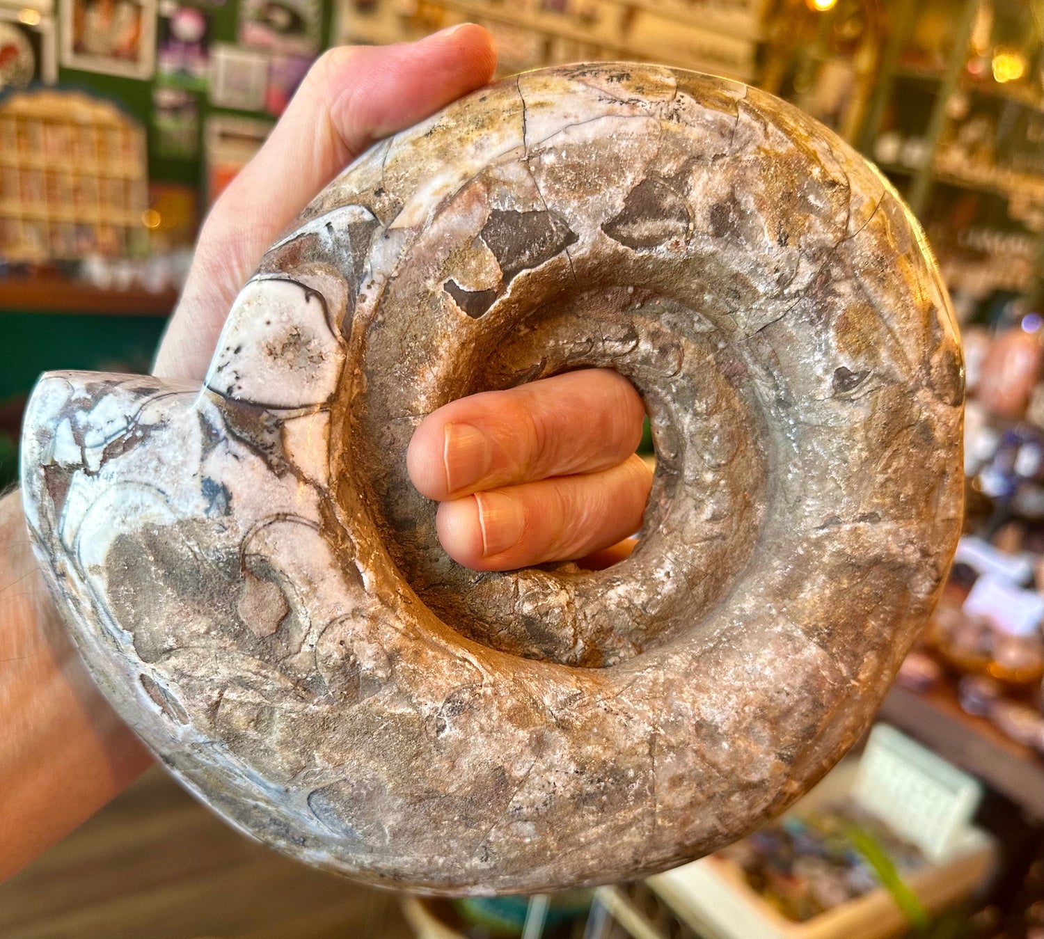Large Indonesian Ammonite Cut and Polished 3.94 lbs - Moon Room Shop and Wellness