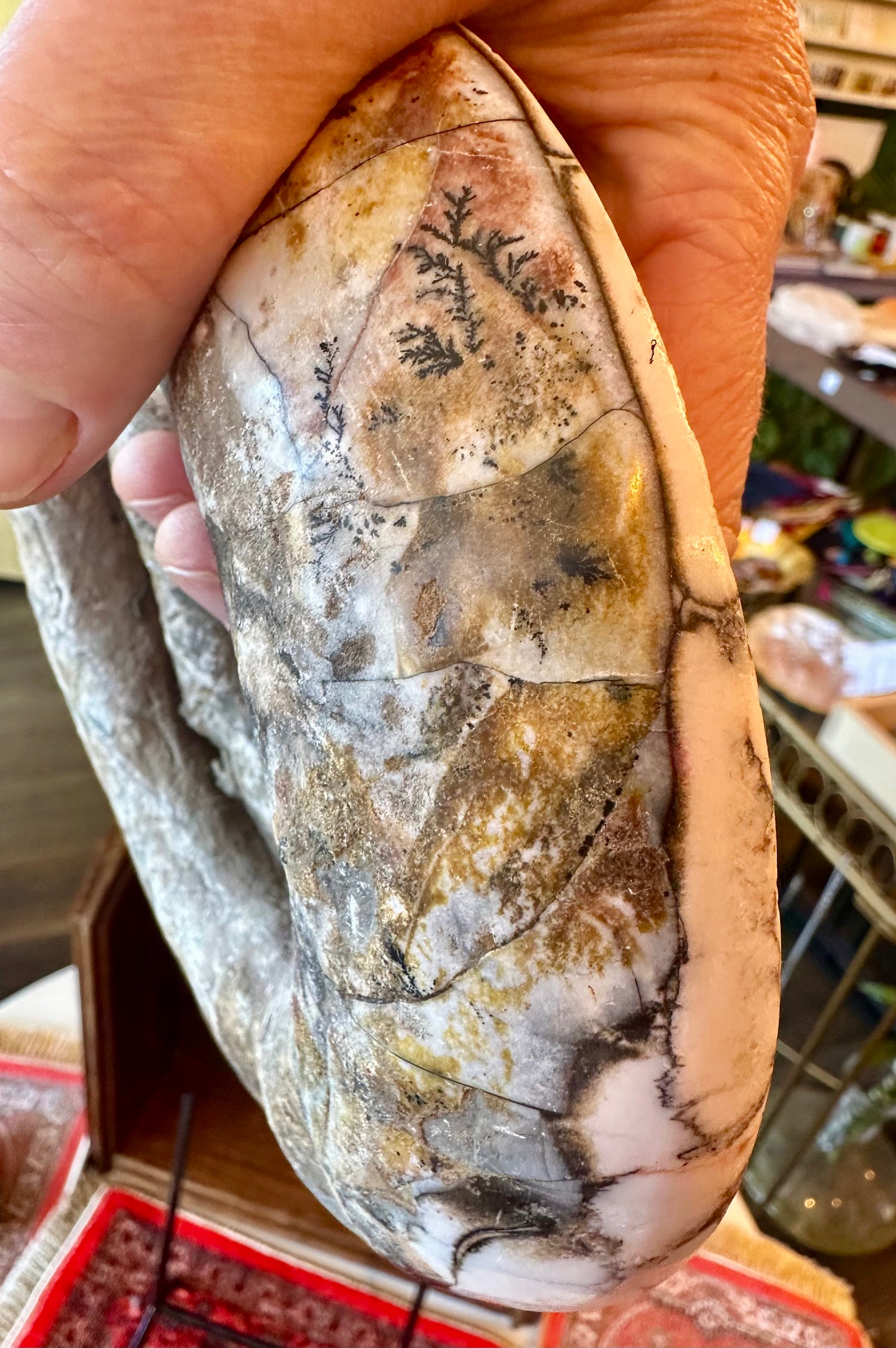 Large Indonesian Ammonite Cut and Polished 3.94 lbs - Moon Room Shop and Wellness