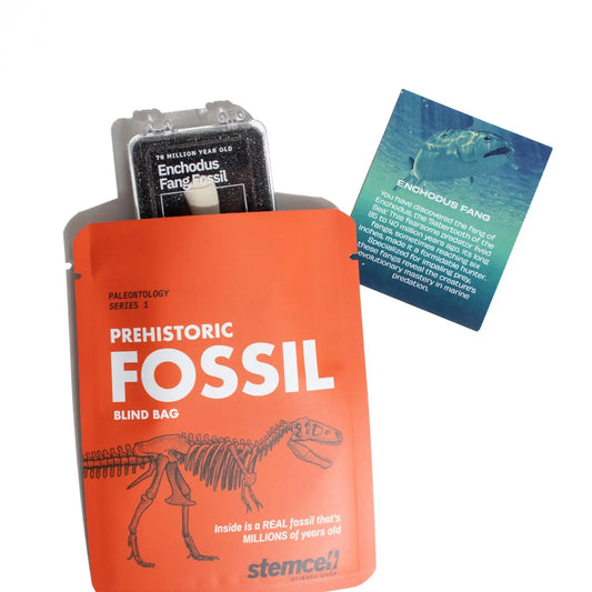 Fossil Blind Bag - Moon Room Shop and Wellness